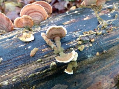 Stereum ostrea 67176337