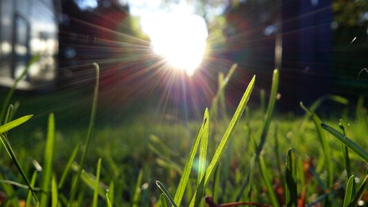 Blade of grass evening sun backlight