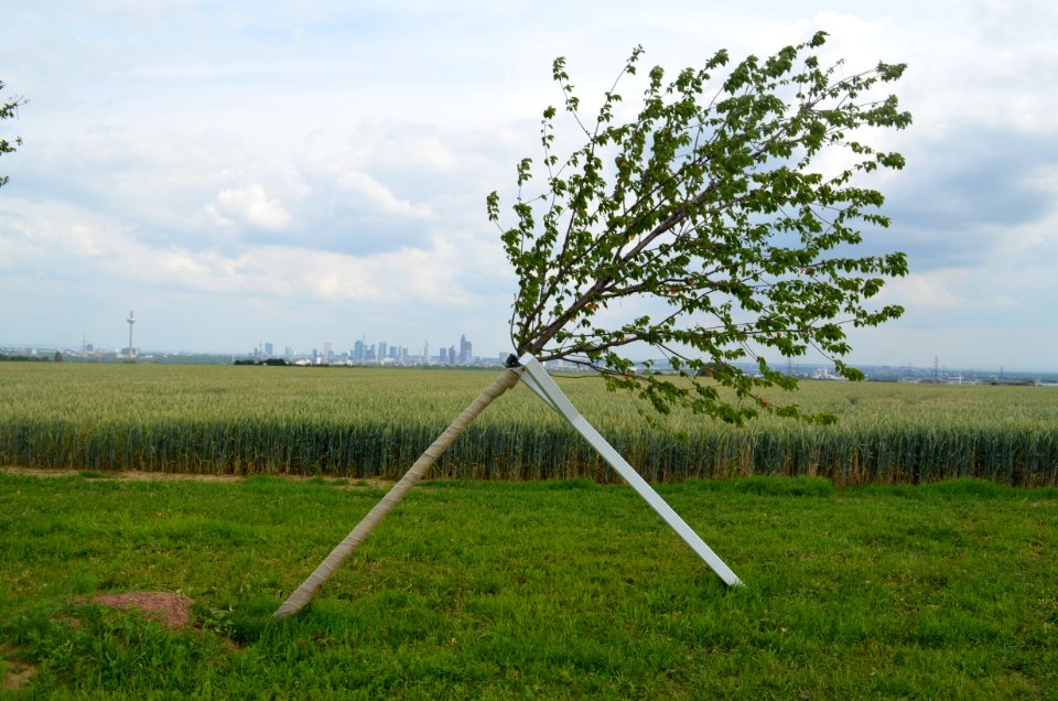 Steinbach, Schiefer Wald (1)