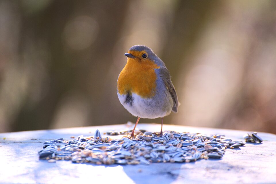 Erithacus rubecula close up small bird