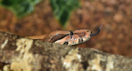 Boa imperator lurking close up