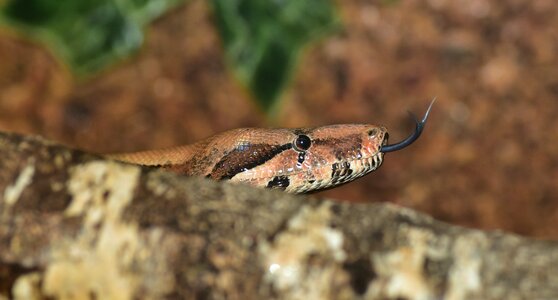 Boa imperator lurking close up photo