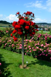 Steinfurth, Rosenpark Dräger (8)