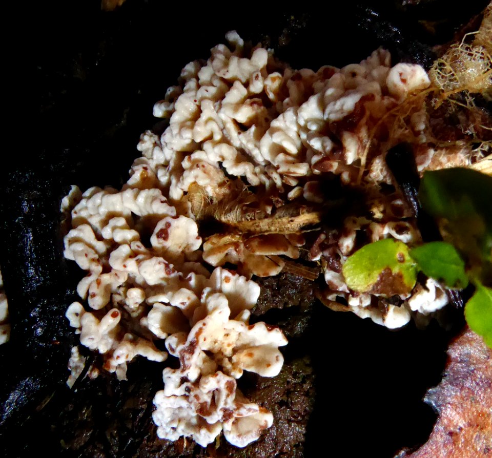 Stereopsis hiscens by Peter de Lange