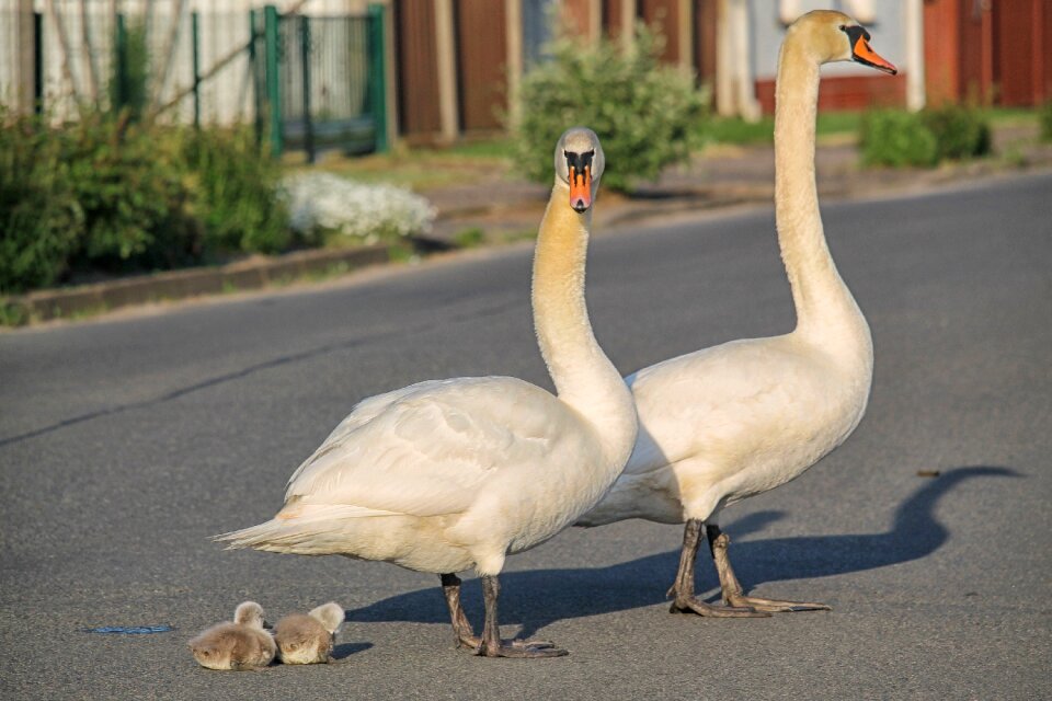 Road swans bernhard klepel