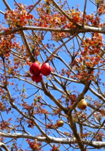 Sterculia foetida - Fruit and Spice Park - Homestead, Florida - DSC09027
