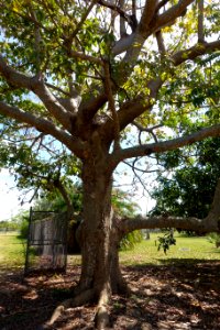 Sterculia foetida - Fruit and Spice Park - Homestead, Florida - DSC09019