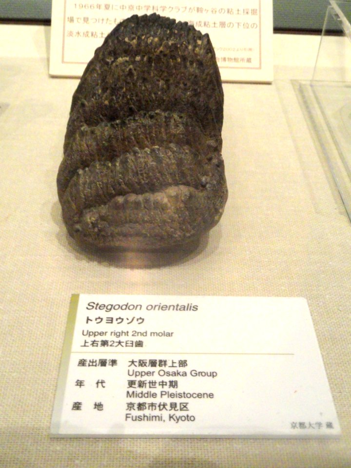 Stegodon orientalis molar - Kyoto University Museum - DSC06416