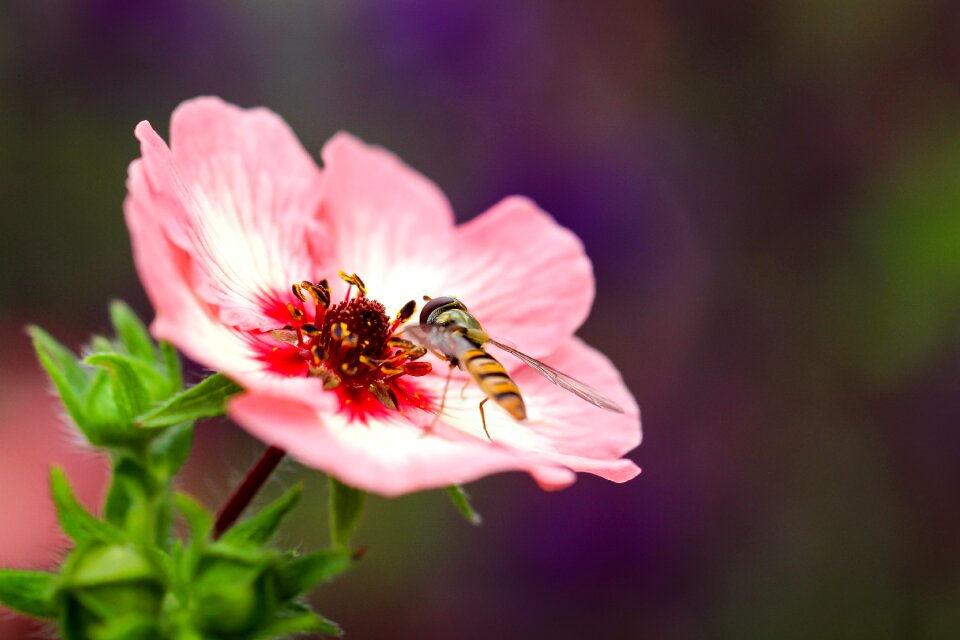 Collect pollen insect yellow black striped