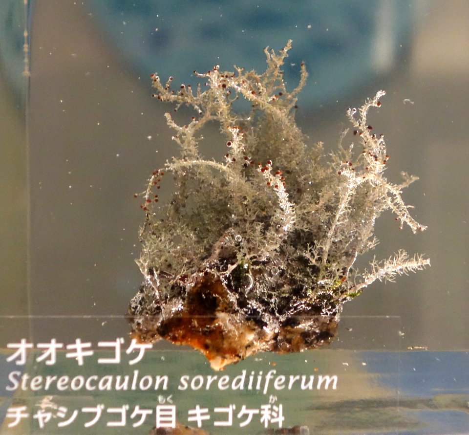 Stereocaulon sorediiferum - National Museum of Nature and Science, Tokyo - DSC07587