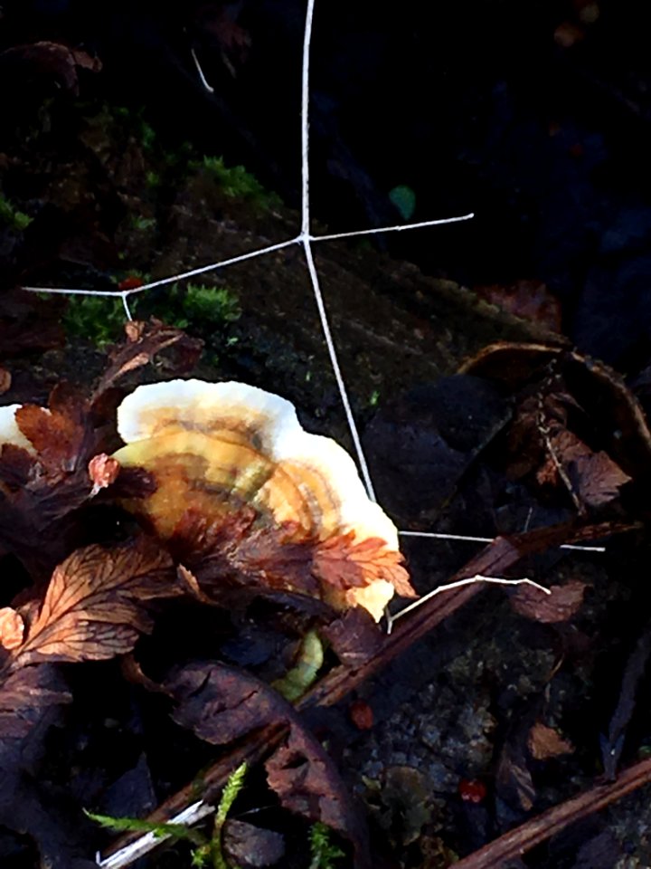 Stereum hirsutum 61487811
