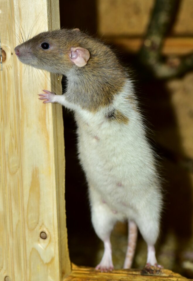 Cute young animal curious
