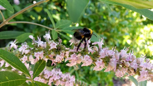 Garden flower bug