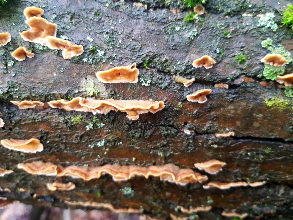 Stereum hirsutum 71109828