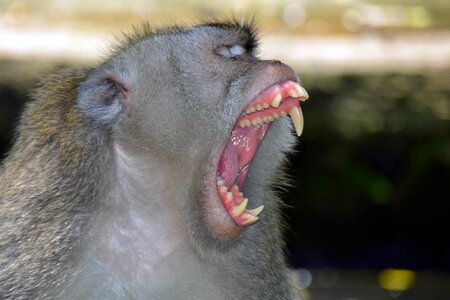 Ubud monkey forest monkey photo