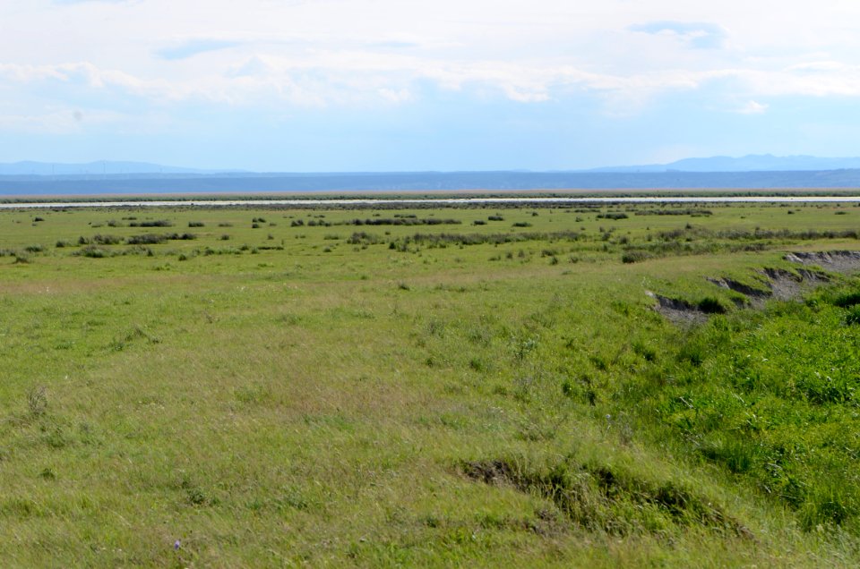 Steppenvegetation Illmitz