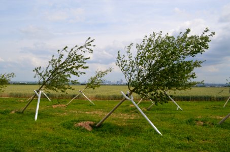 Steinbach, Schiefer Wald (3)