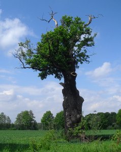Steinhorst- alte Eiche