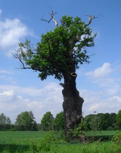 Steinhorst- alte Eiche photo