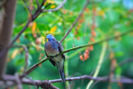 Animals nature dove