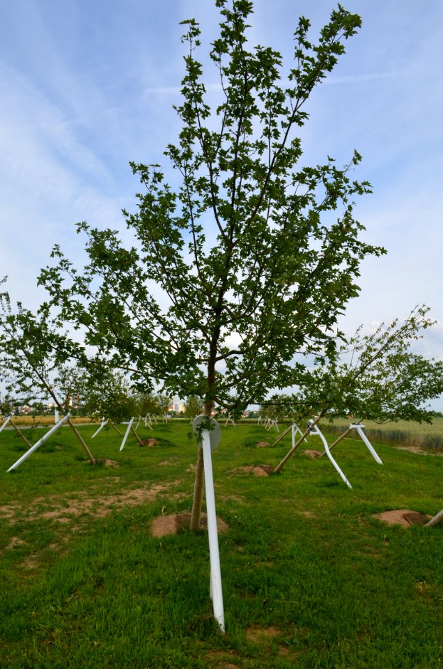 Steinbach, Schiefer Wald