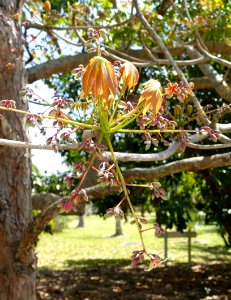 Sterculia foetida - Fruit and Spice Park - Homestead, Florida - DSC09020