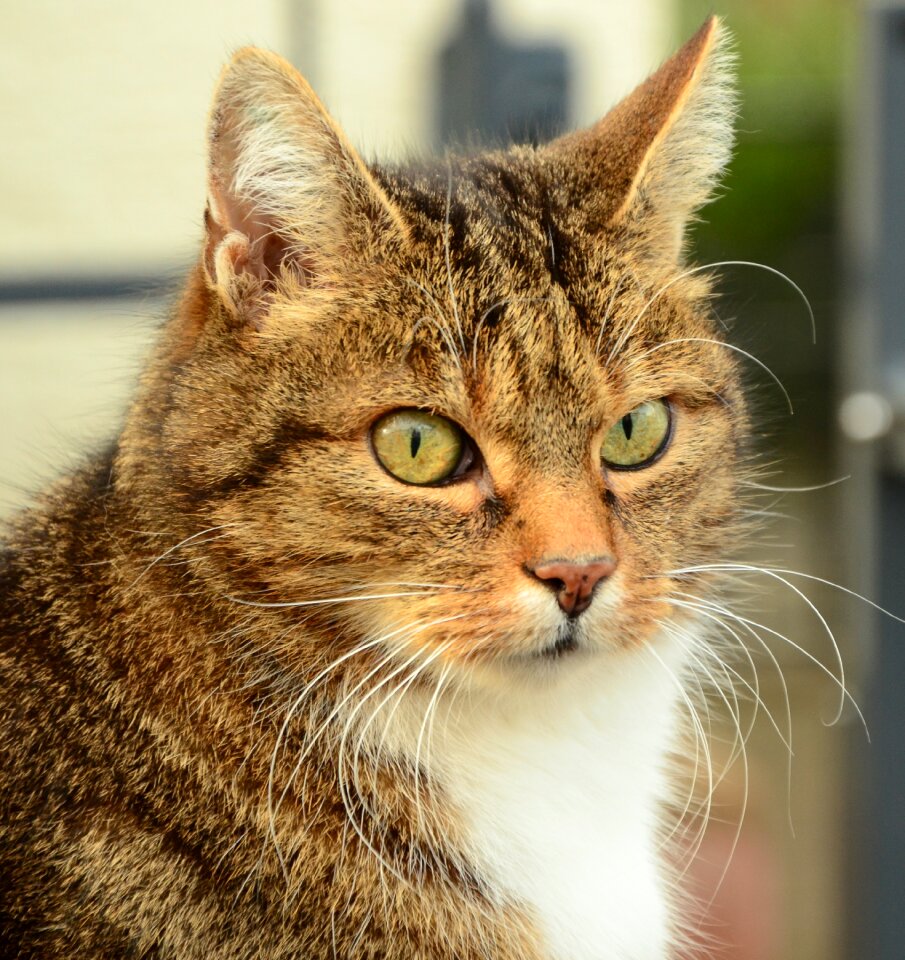 Pet cat portrait cat nose