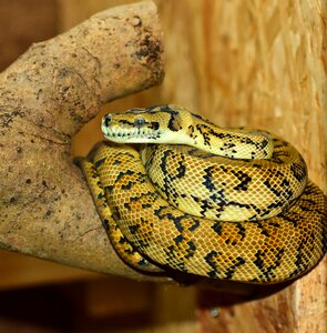 Terrarium close up constrictor