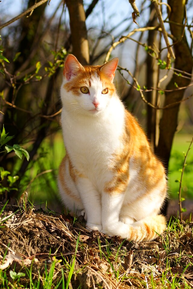 Cat face sweet domestic cat