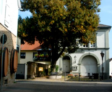 Stein-Bockenheim 22