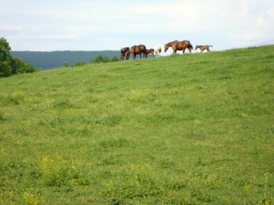 Ste Cécile (Saône-et-Loire, Fr) paysage avec cheveaux