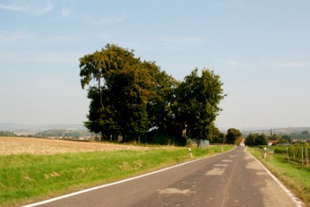 Stein-Bockenheim 10