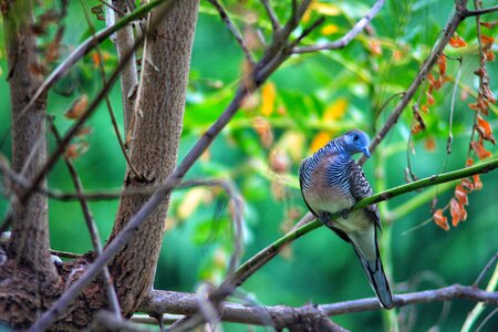 Animals nature dove