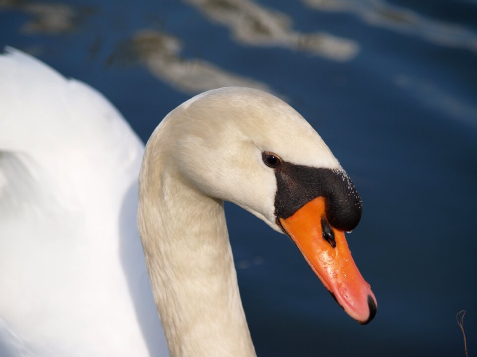 Feathers white beak