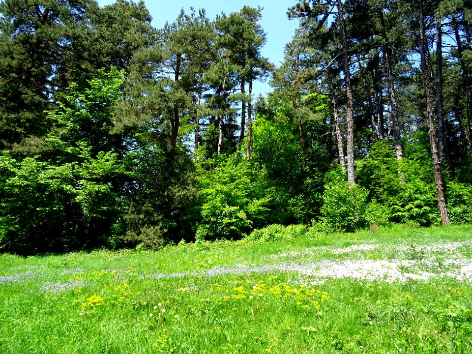 Stejerisul Mare near Brasov, clearing