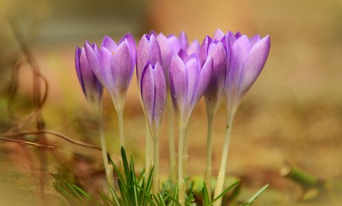 Bloom violet garden photo