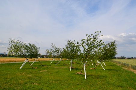 Steinbach, Schiefer Wald (6)