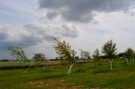 Steinbach, Schiefer Wald (2)