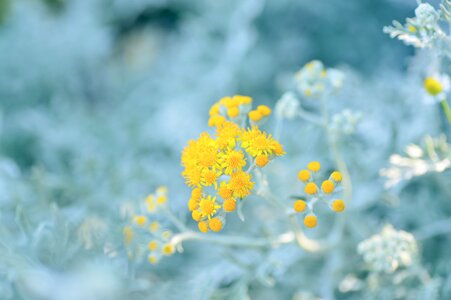 Sirota on the link leaf flowers