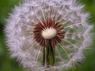 Macro nature flower photo