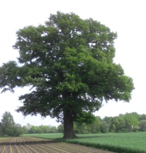 Steinhorst - Eiche photo