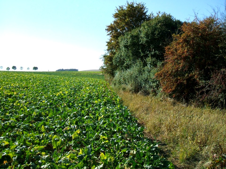 Steinlachsgraben oberer südlicher Rand