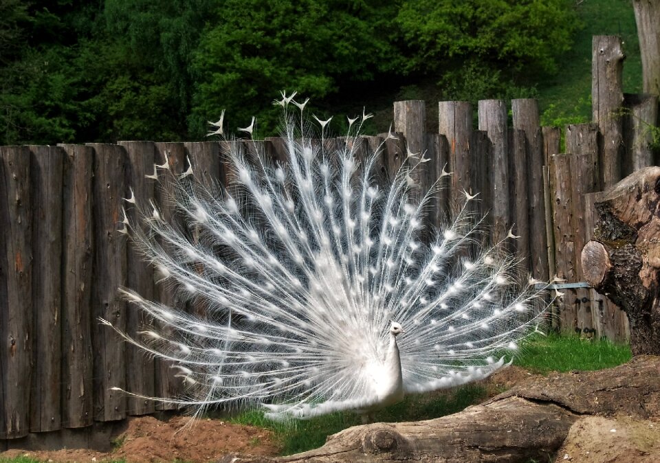 Special colour peacock wheel