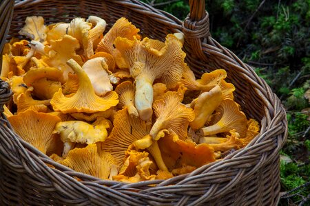 Basket chanterelle mushrooms mushroom picking photo