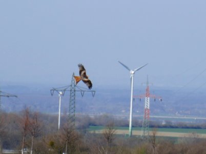 Steinhausen - Triftweg - Rotmilan