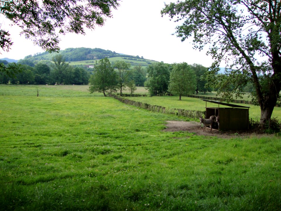 Ste Cécile (Saône-et-Loire, Fr) paysage avec ânes