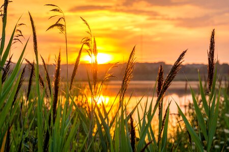 Nature meditation summer