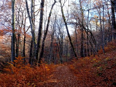 Stejerisul Mare near Brasov, autumn