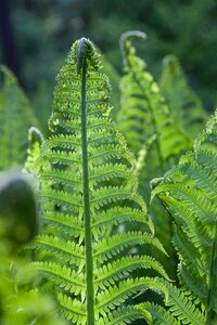 Edible green nature