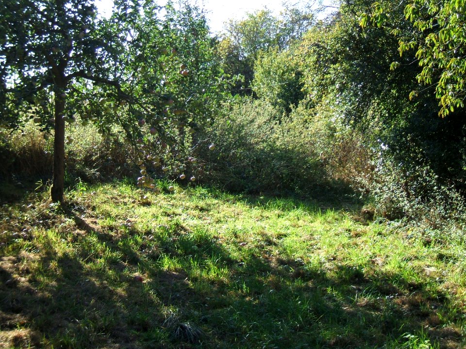 Steinlachsgraben gepflegt bei Hochsitz 6